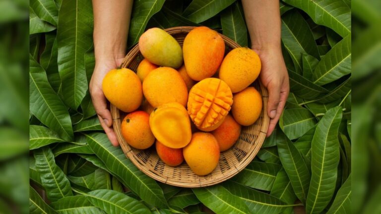 Mango: ಭಾರತದಲ್ಲಿ ದಿ ಬೆಸ್ಟ್ ಮಾವು ಯಾವುದು? ಎಲ್ಲಿ ಸಿಗುತ್ತೆ? ನಿಮಗೆ ಗೊತ್ತಾದ್ರೆ ಈಗಲೇ ಮ್ಯಾಂಗ್ ಹುಡುಕಿ ಹೊರಡುತ್ತೀರಿ!